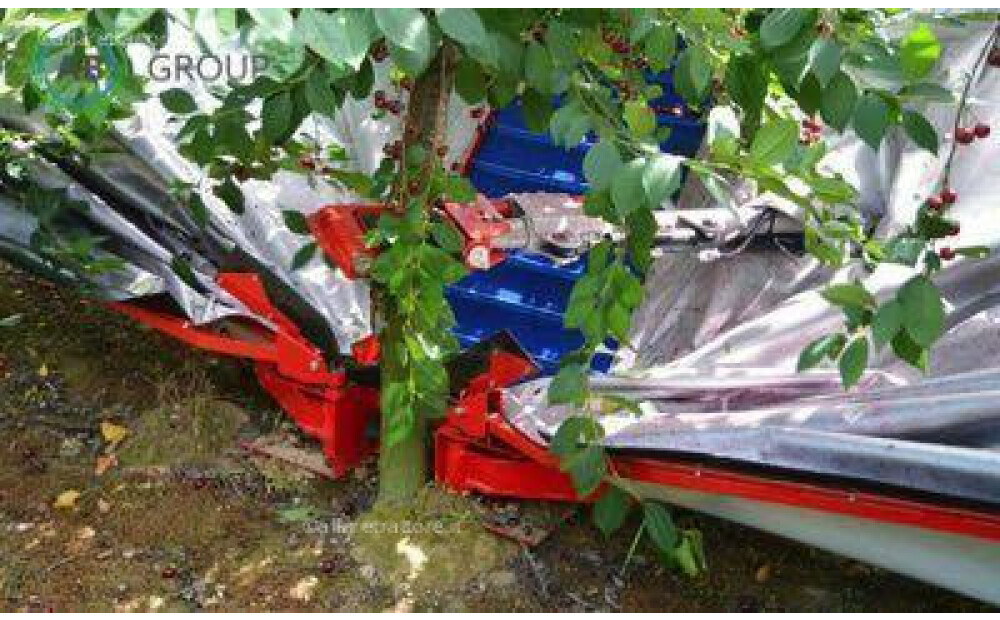 Jagoda Gacek cherry picking machine New - 3