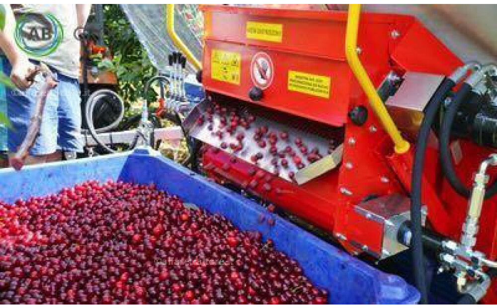 Jagoda Gacek cherry picking machine New - 4